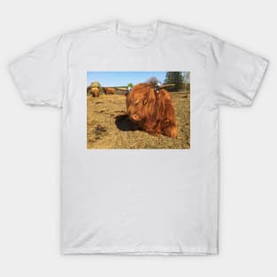 Scottish Highland Cattle Calf 1981 T-Shirt